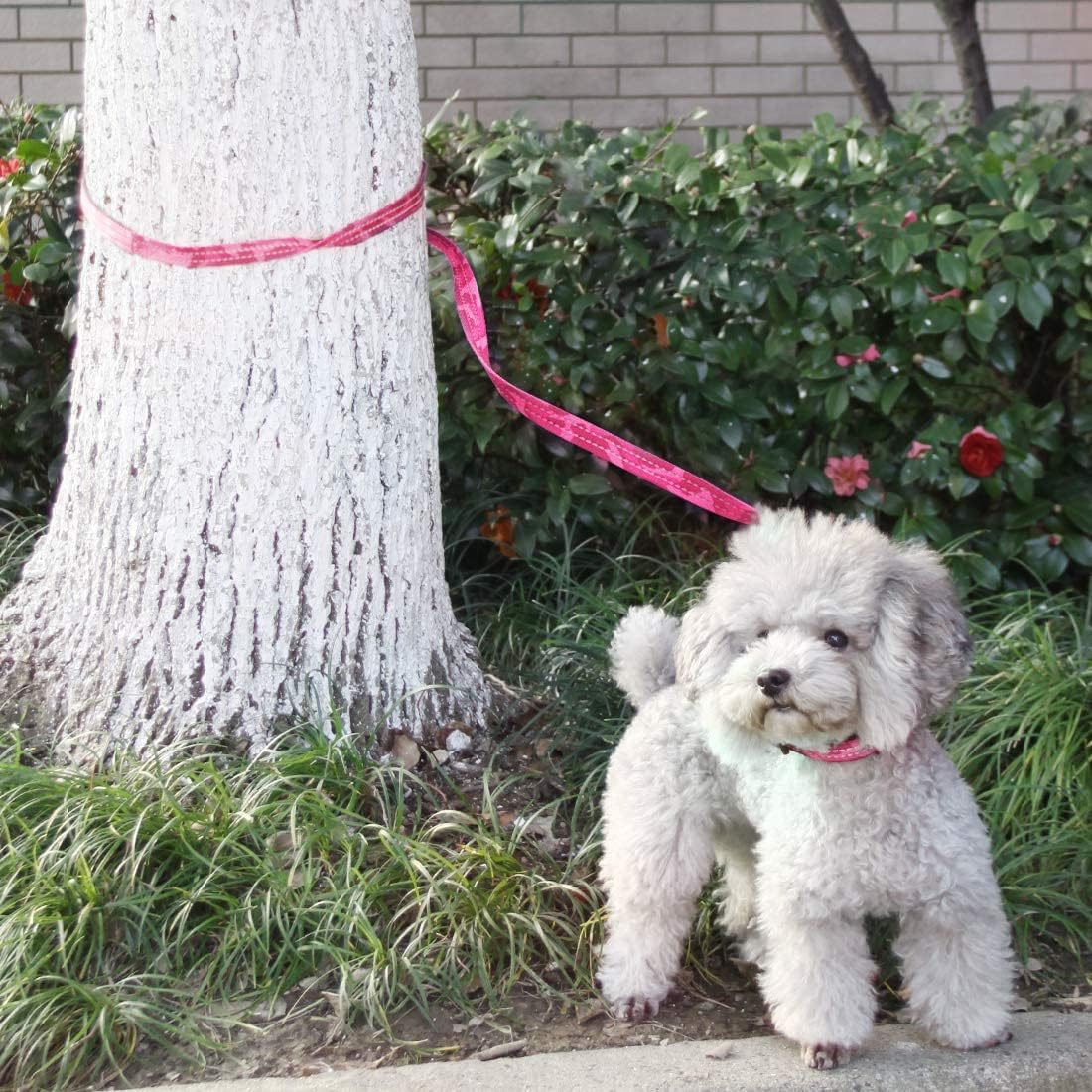 AZUZA Pet Accessories Pink AZUZA - Reflective Dog Collar and Leash Set