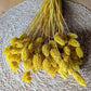 HOME CREATION Home Decoration & Accessories 50 cm HOME CREATION - Dried Flowers Phalaris Bunch