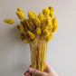 HOME CREATION Home Decoration & Accessories 50 cm HOME CREATION - Dried Flowers Phalaris Bunch