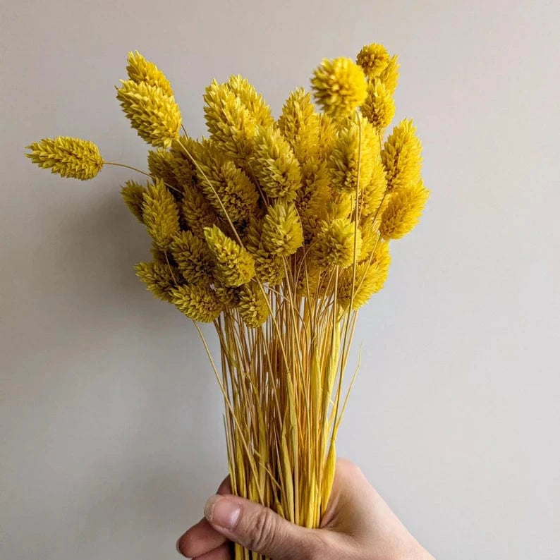 HOME CREATION Home Decoration & Accessories 50 cm HOME CREATION - Dried Flowers Phalaris Bunch