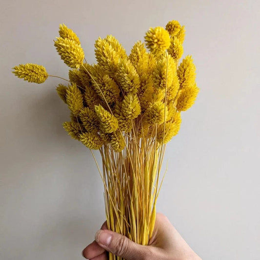 HOME CREATION Home Decoration & Accessories 50 cm HOME CREATION - Dried Flowers Phalaris Bunch