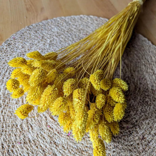 HOME CREATION Home Decoration & Accessories 50 cm HOME CREATION - Dried Flowers Phalaris Bunch
