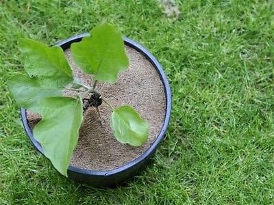 PARKSIDE Garden Accessories PARKSIDE -  Coconut frost protection mat